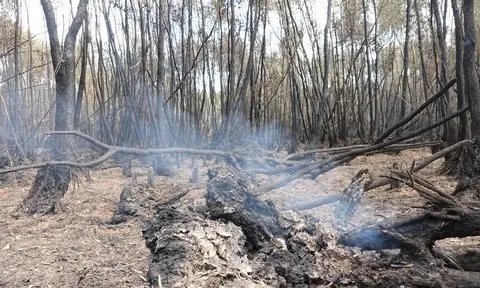 Cà Mau: Tiếp tục phòng cháy, chữa cháy rừng đợt cao điểm