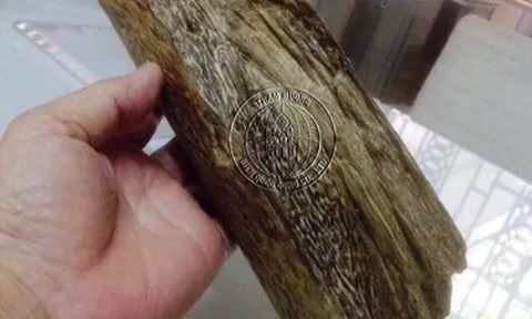 Vì sao kỳ nam có giá tới 30 tỷ đồng/kg?