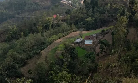 Nông dân tại vùng quê nghèo khó đổi đời nhờ một loài cây bụi: Thứ vốn dùng làm hàng rào, củi bỗng trở thành nguyên liệu chính để sản xuất đồng tiền được giao dịch nhiều thứ 3 thế giới