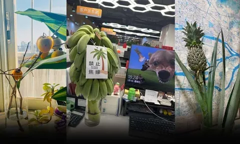 Trào lưu trồng cây ăn quả ngay bàn làm việc của dân công sở Trung Quốc