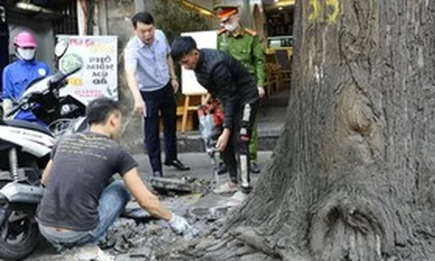 Hà Nội: "Giải cứu" hàng cây sao đen trên phố Lò Đúc