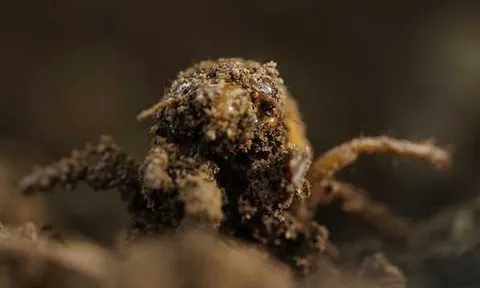 Hơn 1.000 tỷ con côn trùng này đội đất chui lên khiến nước Mỹ rơi vào "thảm họa" lớn nhất trong 221 năm