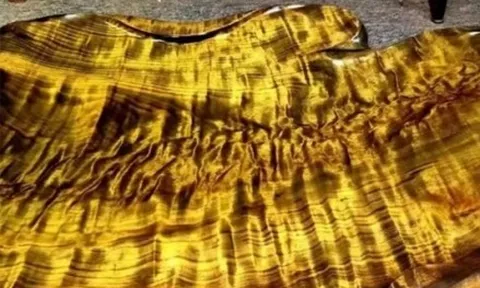 Loại gỗ quý hiếm hơn cả vàng, có cây giá lên tới 800 tỷ đồng