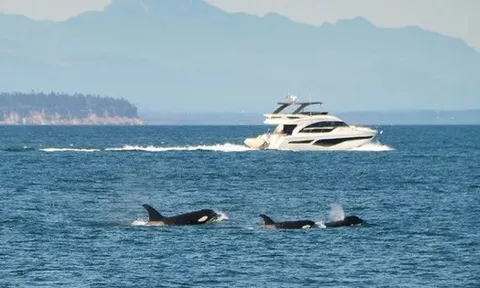 Phát hiện cá voi gây chìm tàu thuyền ở nơi bất ngờ