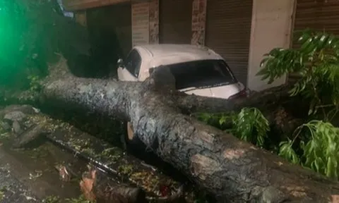 Cây đổ sau trận dông lốc ở Hà Nội, đè trúng 2 xe sang trên phố