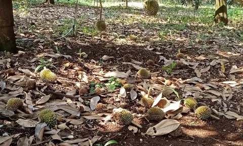 Bình Phước: Hạn hán kéo dài, nông dân nguy cơ mất trắng hoa màu