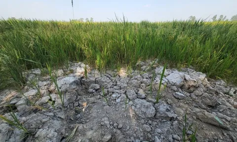 Xâm nhập mặn ở đồng bằng sông Cửu Long tiếp tục ở mức cao