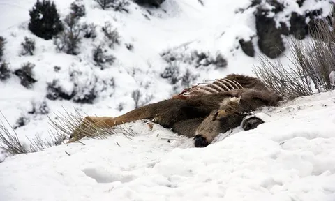 Điều gì đã xảy ra vào năm 1816, khi Trái đất chứng kiến một năm 'không có mùa hè'?