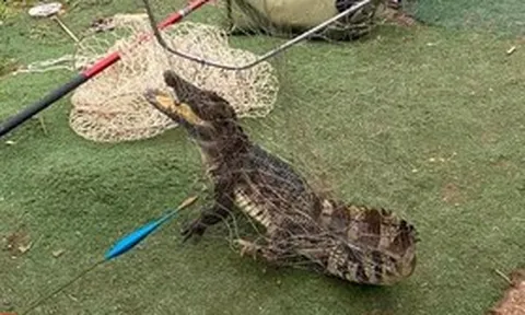 Cần thủ bắt được cá sấu dài gần 1m ở hồ câu Hà Nội gây sốt mạng