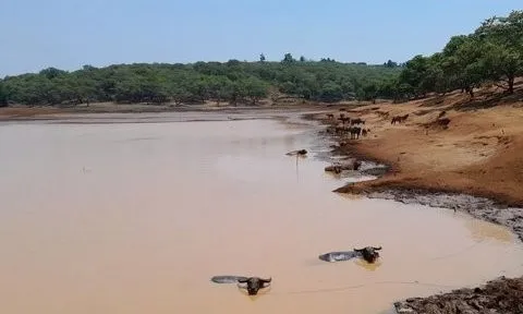 Bình Phước: Ban hành kế hoạch ứng phó với hạn hán xảy ra diện rộng