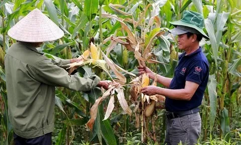 Hà Tĩnh: Đã xác định được nguyên nhân ngô chết khô