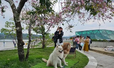 Đưa 2 con chó giữ gốc mai anh đào ở Đà Lạt, bắt khách trả tiền chụp ảnh