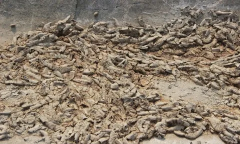 Nghệ An: Tôm chết hàng loạt khiến người nuôi thiệt hại nặng