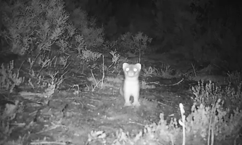 Một con chồn xuất hiện trên đảo, vì sao New Zealand chi 7,5 tỷ đồng để bắt? Lý do quá thuyết phục