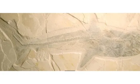 Kinh hoàng thủy quái dài 10 m, răng đủ nghiền nát rùa biển