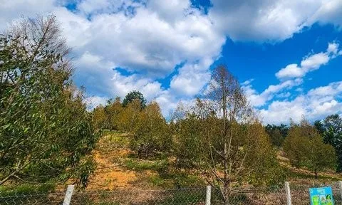 Lâm Đồng: Hàng trăm ha sầu riêng thiếu nước do khô hạn