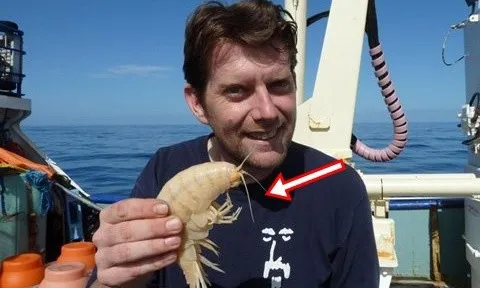 Ngư dân bắt được con tôm giống sinh vật ngoài hành tinh, nghe chuyên gia phân tích mặt liền tái mét