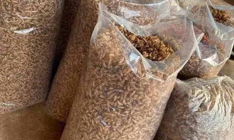 Vì sao thương lái nước ngoài lùng mua xác ve sầu ở Tây nguyên?