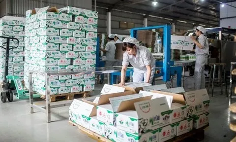 Lợi nhuận quý I/2024 của Mộc Châu Milk sụt giảm
