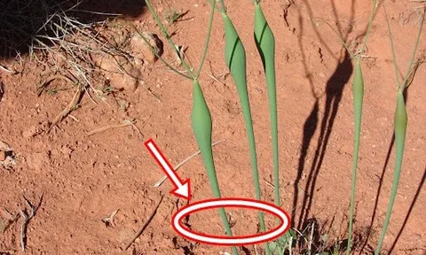 Nhiều lần tìm thấy vàng, chuyên gia nhận định: Chỗ nào có loài cây này, nơi ấy có thể có báu vật