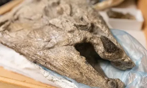 Lộ diện cá hồi quái vật dài 2,7 m, răng nanh như lợn lòi