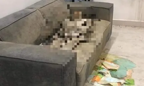 Phát hiện thi thể nữ giới đã "khô" trên sofa tại căn hộ chung cư Hà Nội
