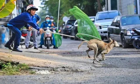 Tp.HCM lên phương án gắn chip để quản lý chó, mèo tại cộng đồng