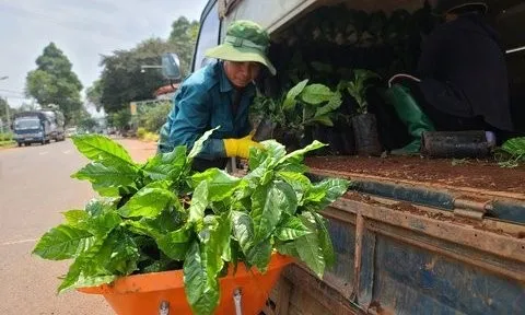 Đắk Lắk: Chưa tới vụ, giống cây cà phê đã khan hiếm