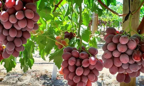 Vụ sản xuất rượu vang tồi tệ nhất trong 62 năm do thời tiết và biến đổi khí hậu cực đoan