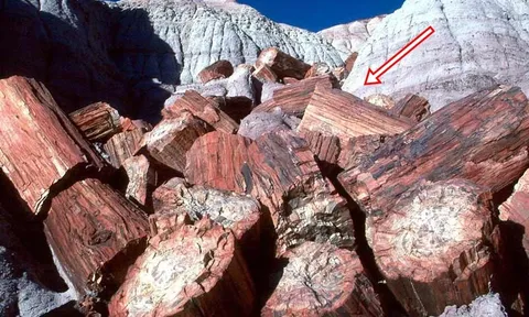 Loại gỗ tuổi thọ hàng triệu năm, đứng sau kim cương: Giá hơn 600 tỷ đồng, Việt Nam có một khối 8 tấn