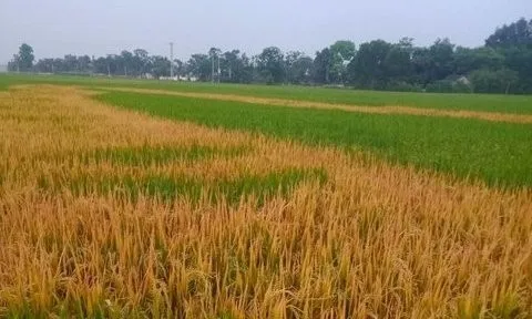 Ruộng lúa đang trổ bông bỗng chết cháy, nghi bị phá hoại