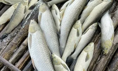 Cá nuôi lồng bè trên sông Mã chết bất thường