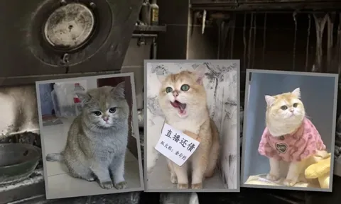 Mèo bật bếp làm cháy nhà chủ, thiệt hại hơn 350 triệu đồng