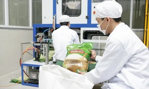 Xuất khẩu gạo sang khu vực Âu Mỹ tăng đột biến: Cơ hội và thách thức