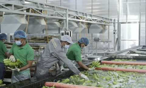 Thua lỗ kéo dài, HAGL Agrico cắt giảm 75% chi phí lương nhân viên