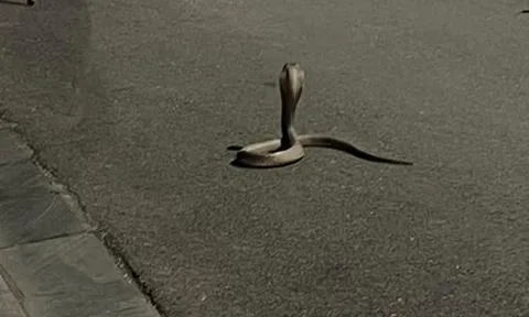 Rắn hổ mang "đủng đỉnh" bò trong khu đô thị ở Hà Nội