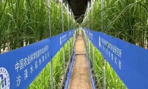 Trung Quốc phát triển giống lúa nhanh trong nhà kính trên sa mạc Tân Cương