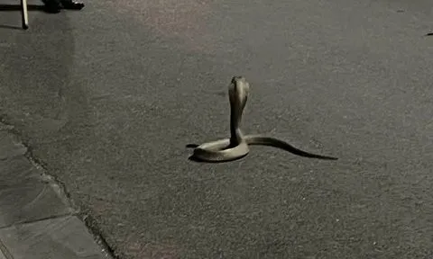 Hà Nội: Đang đi thể dục bất ngờ phát hiển rắn hổ mang giữa đường