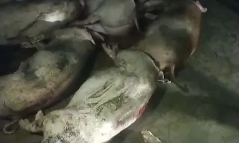 Nghệ An: Xót xa đàn lợn sắp xuất chuồng bị điện giật chết trong đêm