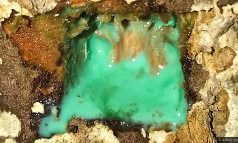 Liên tục tìm thấy 'vàng trắng', chuyên gia kết luận: Chỗ nào có loại cây này nơi đó có kho báu