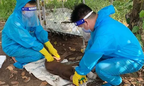 Bình Phước: Xử lý con chó dại cắn nhiều người dân