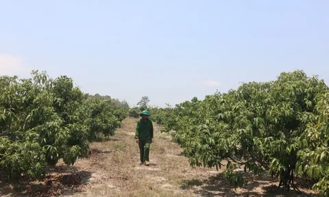 Đắk Lắk: Nông dân buồn lòng vì vải thiều được giá nhưng mất mùa