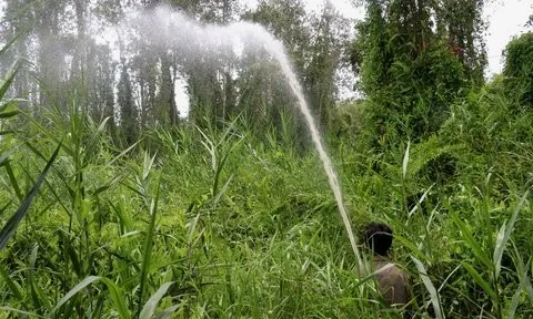 Kiên Giang: Tăng cường các biện pháp cấp bách phòng chống cháy rừng