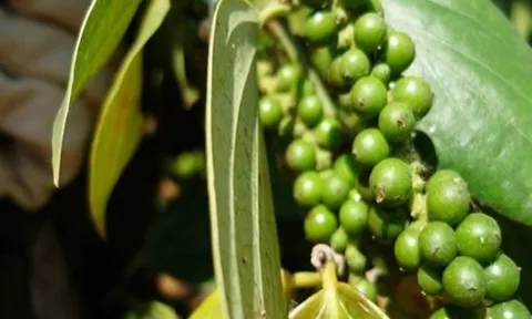 Giá nông sản hôm nay 7/5: Xuất khẩu tiêu khởi sắc; nha đam, mướp hương “cháy hàng”