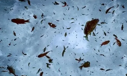 "Mưa cá" từ trên trời rơi xuống ở Iran