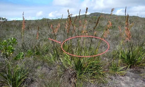 Khảo sát thực vật chỉ thị kim cương, nhà khoa học tìm ra 2 loài cây 'dẫn đường' tới nơi có kho báu