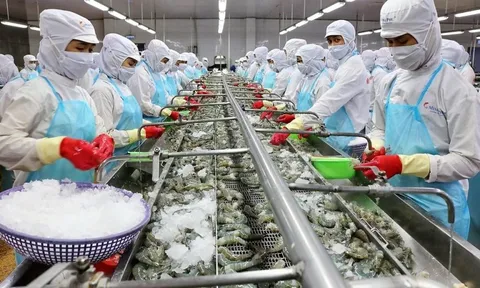 Thủy sản Minh Phú: Lãi tăng vọt vẫn chưa đạt nổi 1% kế hoạch năm