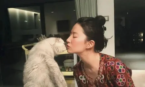 Mỹ nhân U40 có khối tài sản "khủng" 4000 tỷ, gây chú ý khi chưa kết hôn, nuôi 20 con mèo bầu bạn