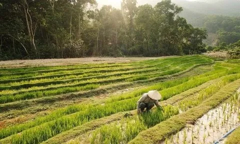 Thú vị mô hình nuôi trâu, trồng lúa trong… sân golf