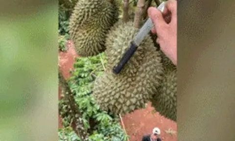 Leo cây gõ sầu riêng, kiếm 60-100 triệu đồng/tháng nhưng sơ sẩy là đền "ốm"